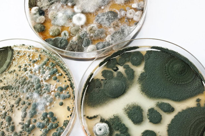 Mold NVL Labs